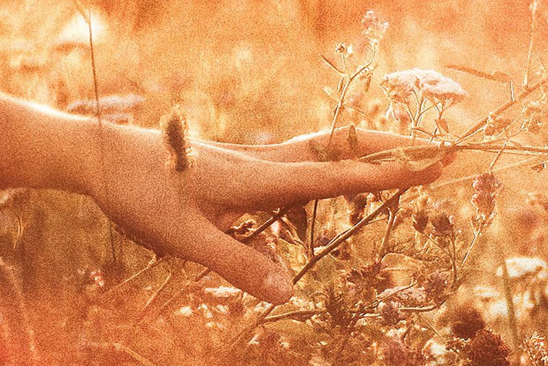 A hand in a flowery, grassy field.
