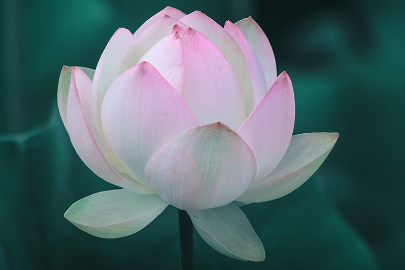 Soft pink and green coloured flower.